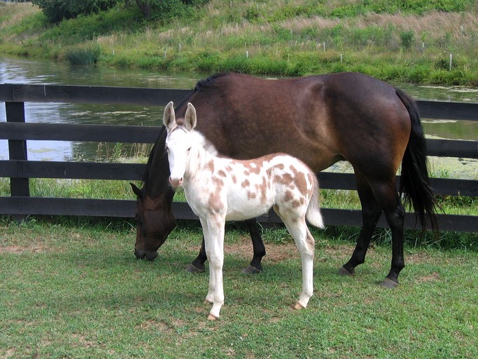 Barns (Sperryville, Virginia, United States)