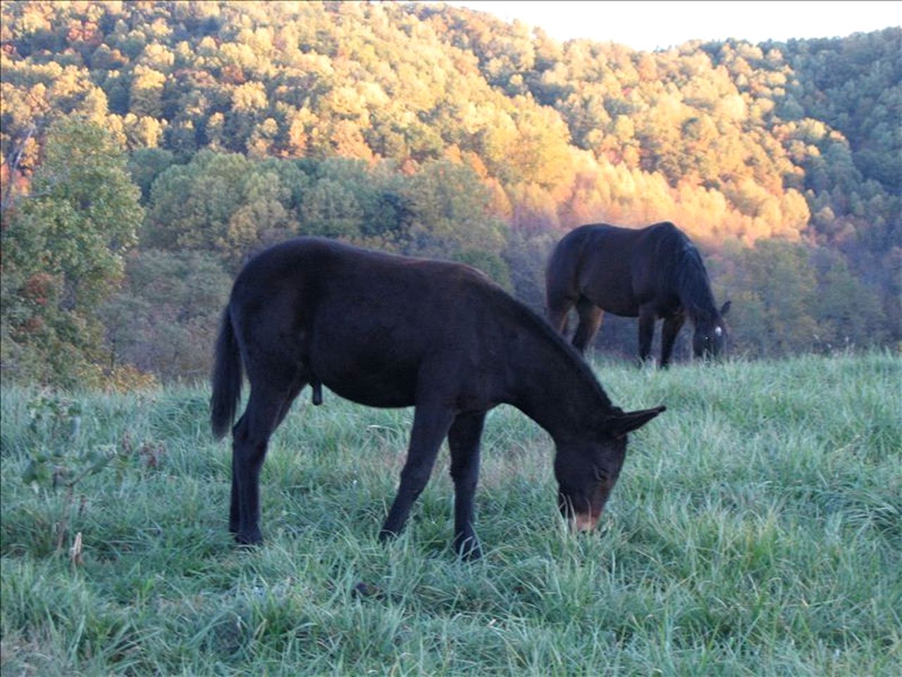Lovely Cottage on Farm near Shenandoah National Park, Virginia