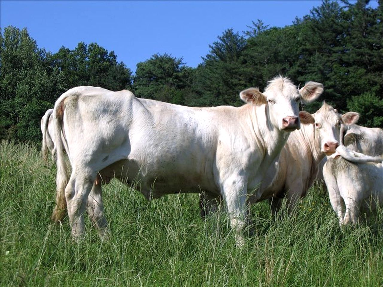 Lovely Cottage on Farm near Shenandoah National Park, Virginia