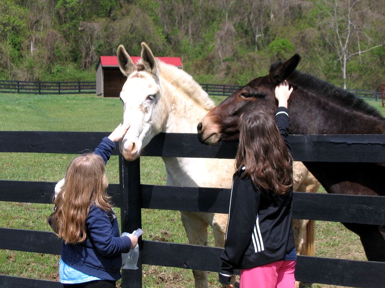 Lovely Cottage on Farm near Shenandoah National Park, Virginia