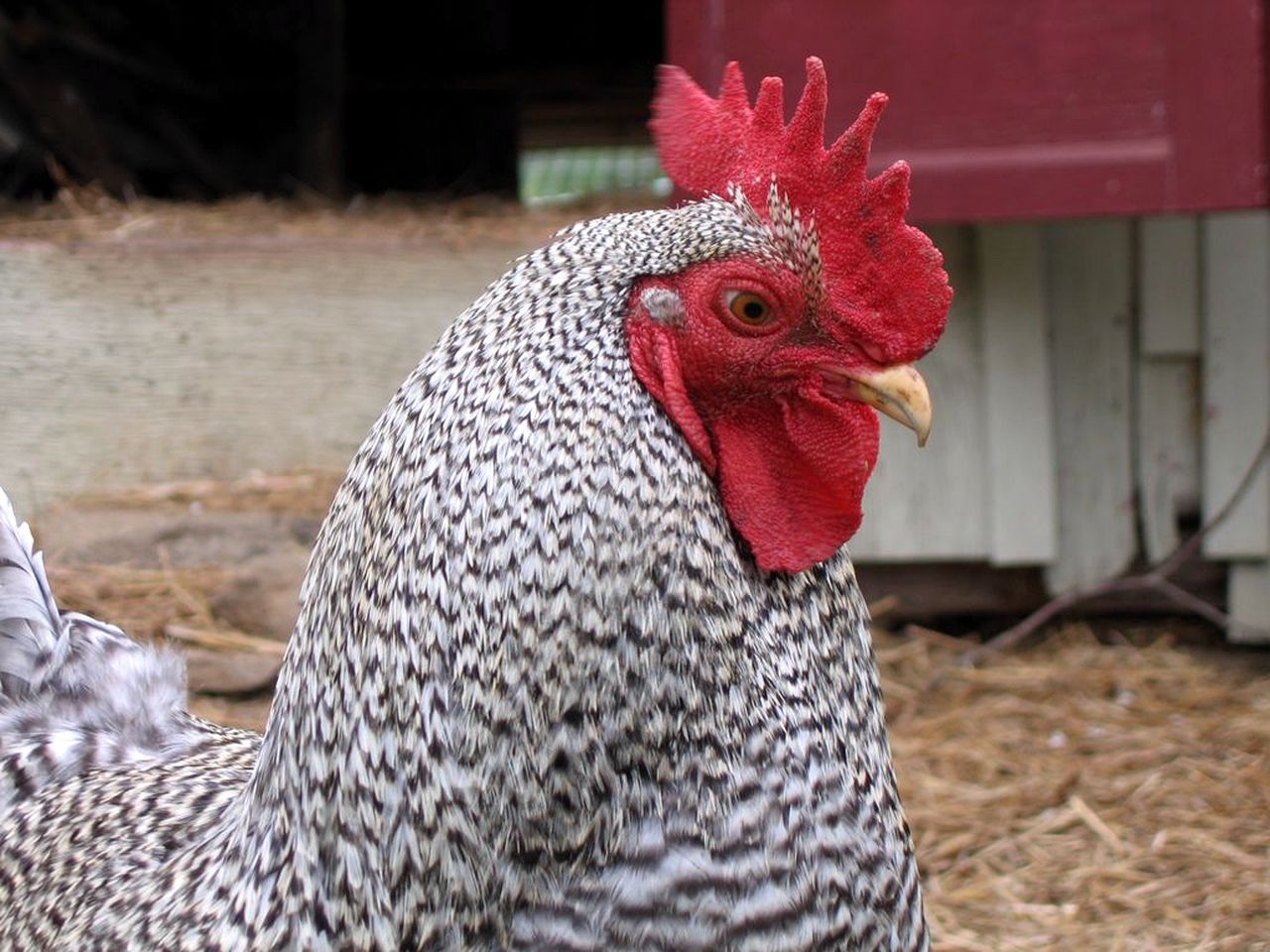 Lovely Cottage on Farm near Shenandoah National Park, Virginia