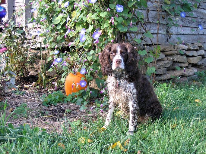 Cabins (Sperryville, Virginia, United States)