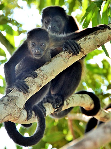 Nature Lodges (Montezuma, Puntarenas, Costa Rica)