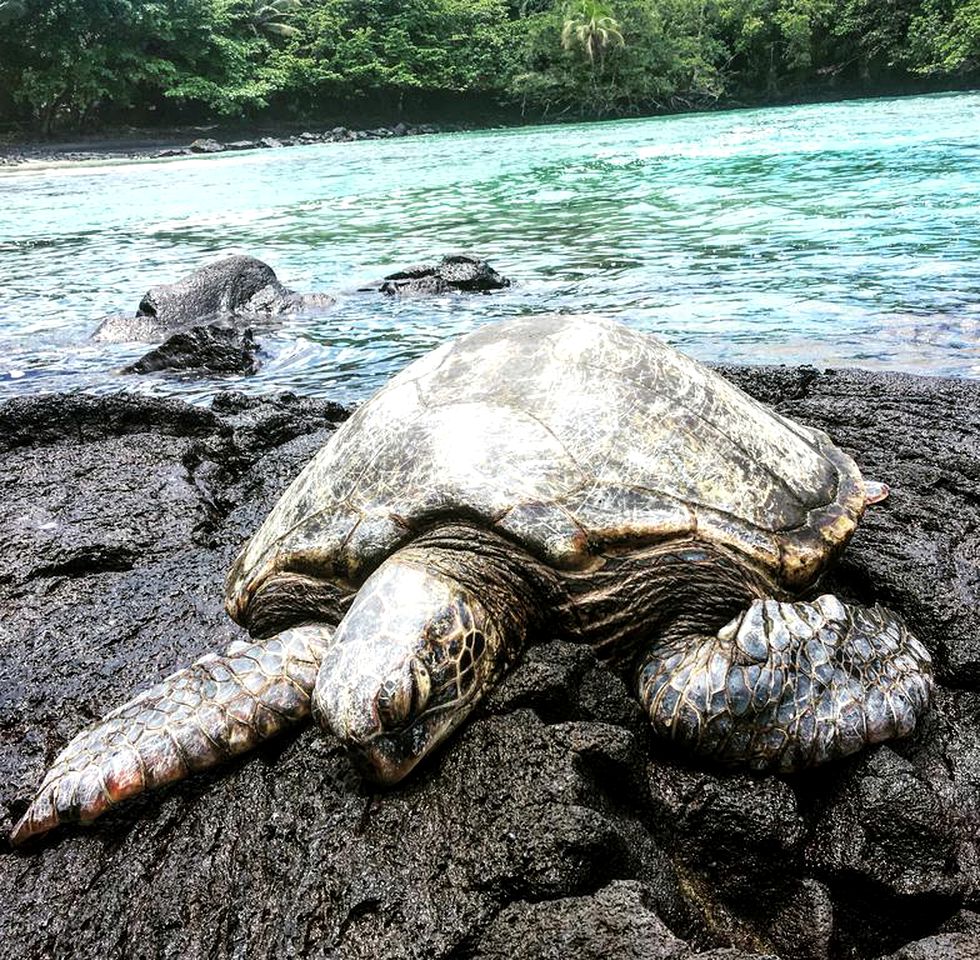 Spectacular Beach Cabin Rental with Beautiful Furnishings near Hilo, Hawaii