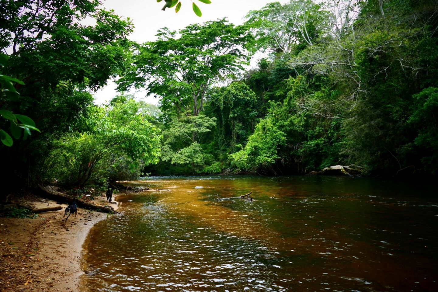 Amazing Forest Villa with Outdoor Shower Perfect for Nature Lovers in Belize
