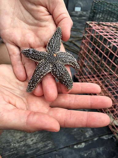 Cabins (Falmouth, Maine, United States)