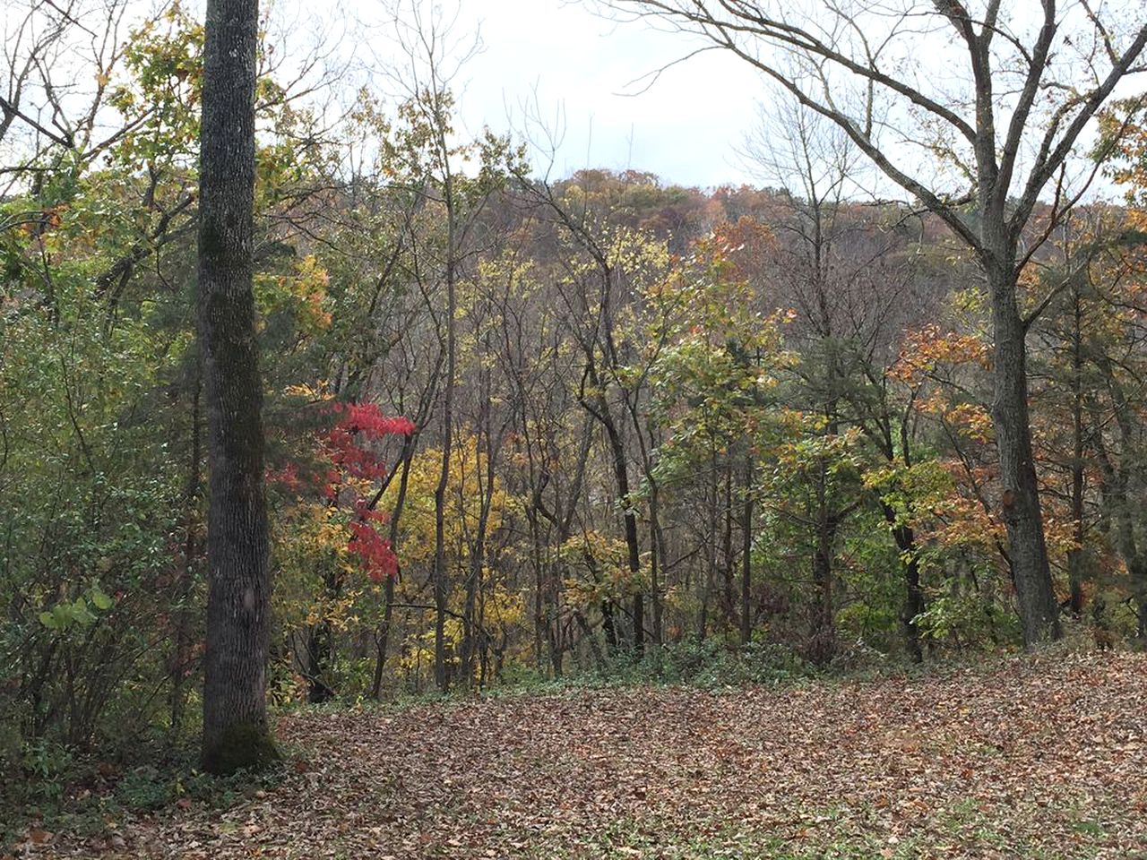 Charming Cabin Rental Surrounded by Three Wooded Acres next to the Shenandoah River, Victoria