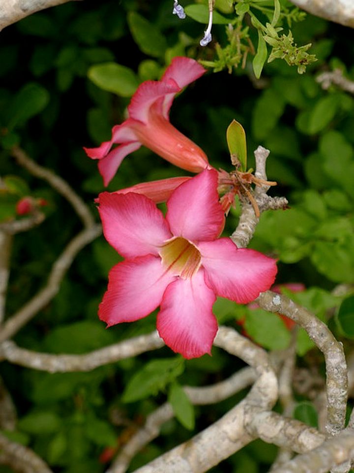 Breathtaking Vacation Rental with a Private Beach on Eleuthera Island, Bahamas