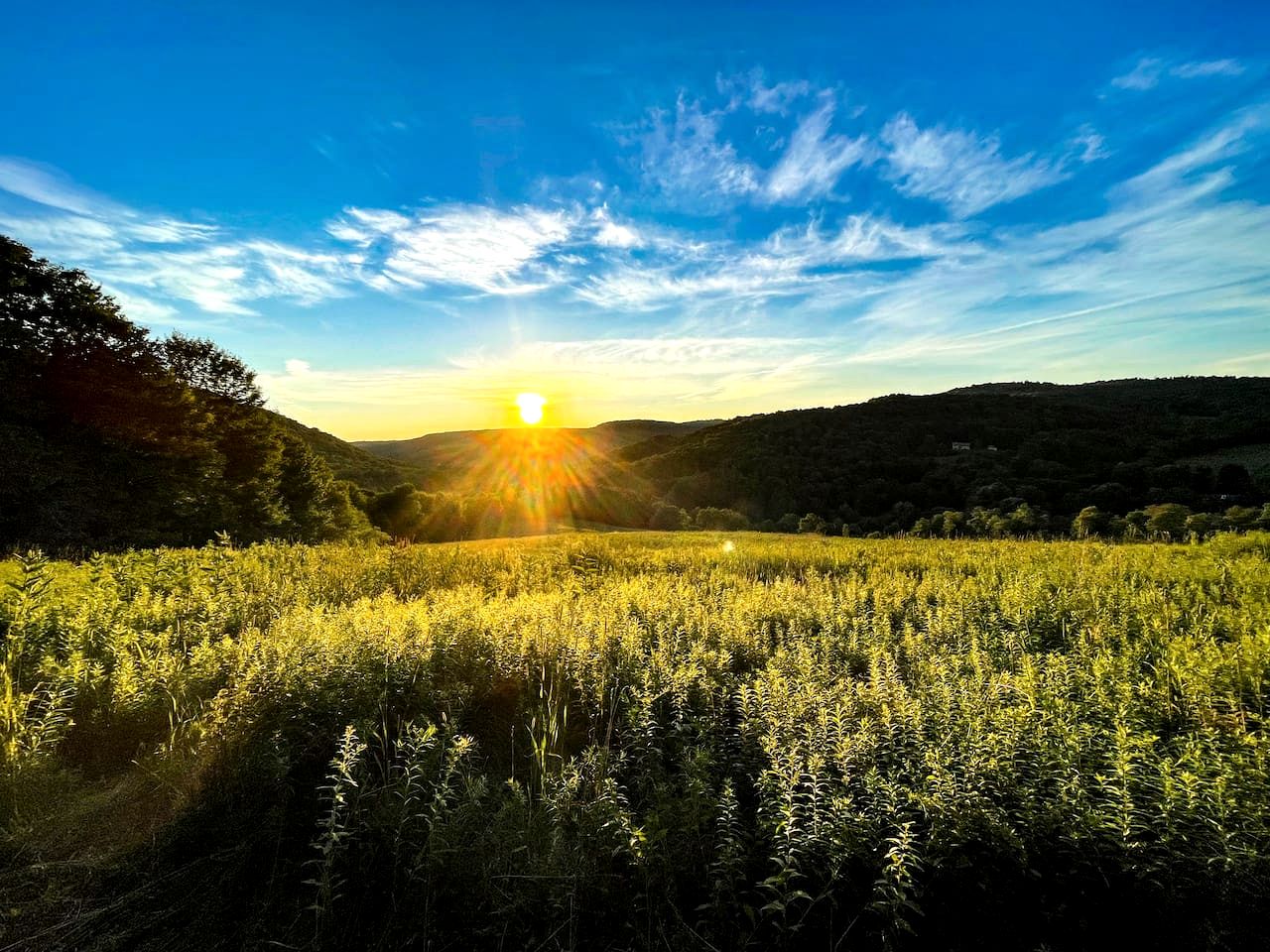 Off-Grid Tiny Cabin Retreat with Fire Pit & Forest Views in Bovina, New York