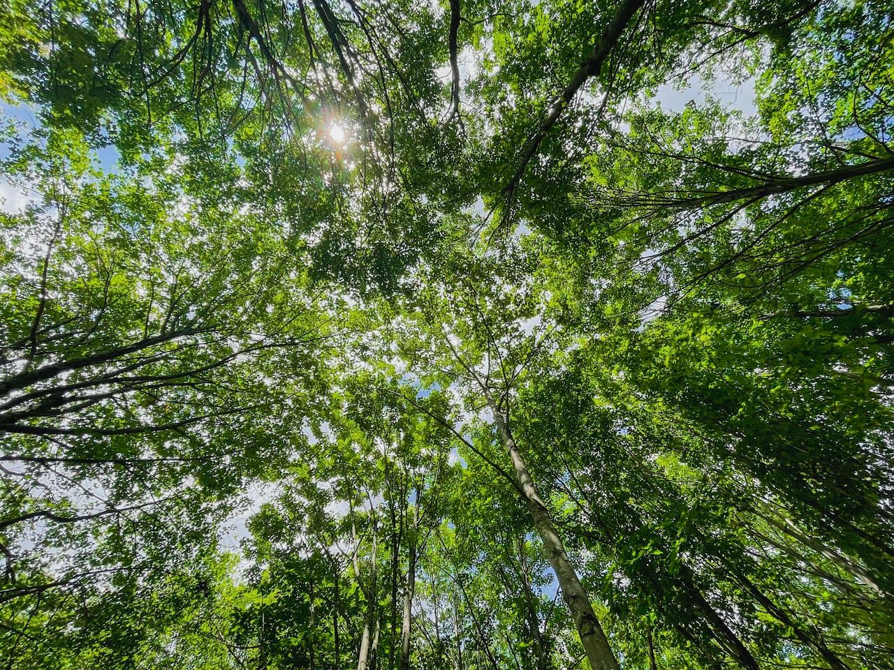 Off-Grid Tiny Cabin Retreat with Fire Pit & Forest Views in Bovina, New York