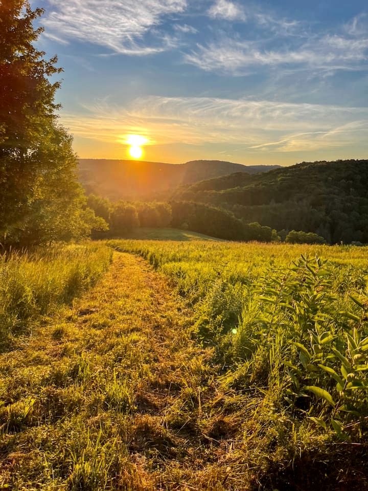 Off-Grid Tiny Cabin Retreat with Fire Pit & Forest Views in Bovina, New York