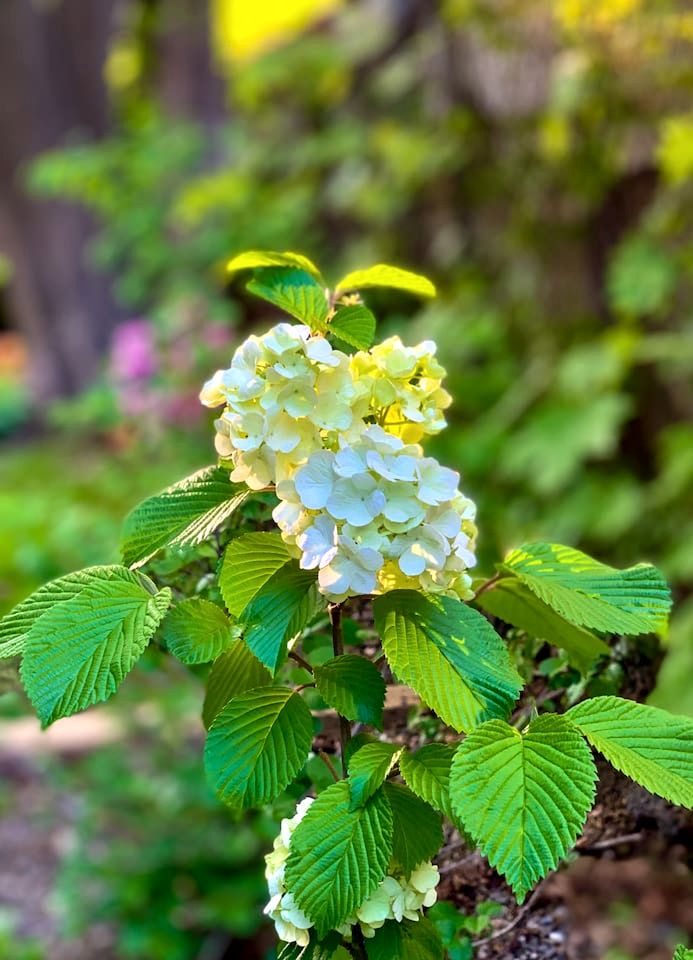 Peaceful Village Retreat with Fireplace, Deck Dining & Mountain Sunsets in Margaretville, New York