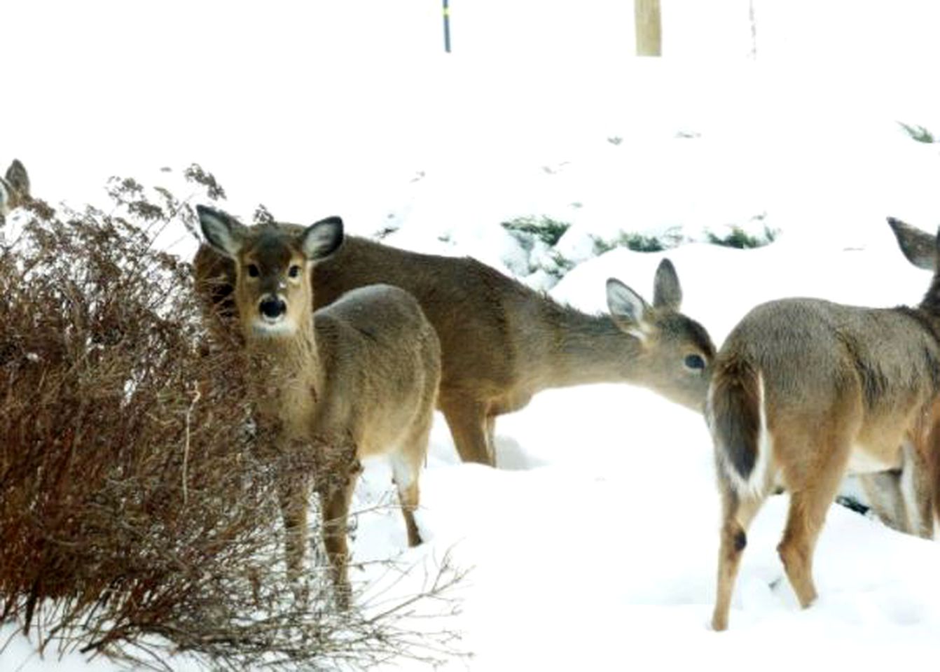 Romantic Getaway Surrounded by Peaceful Farmland near Lewisburg, West Virginia