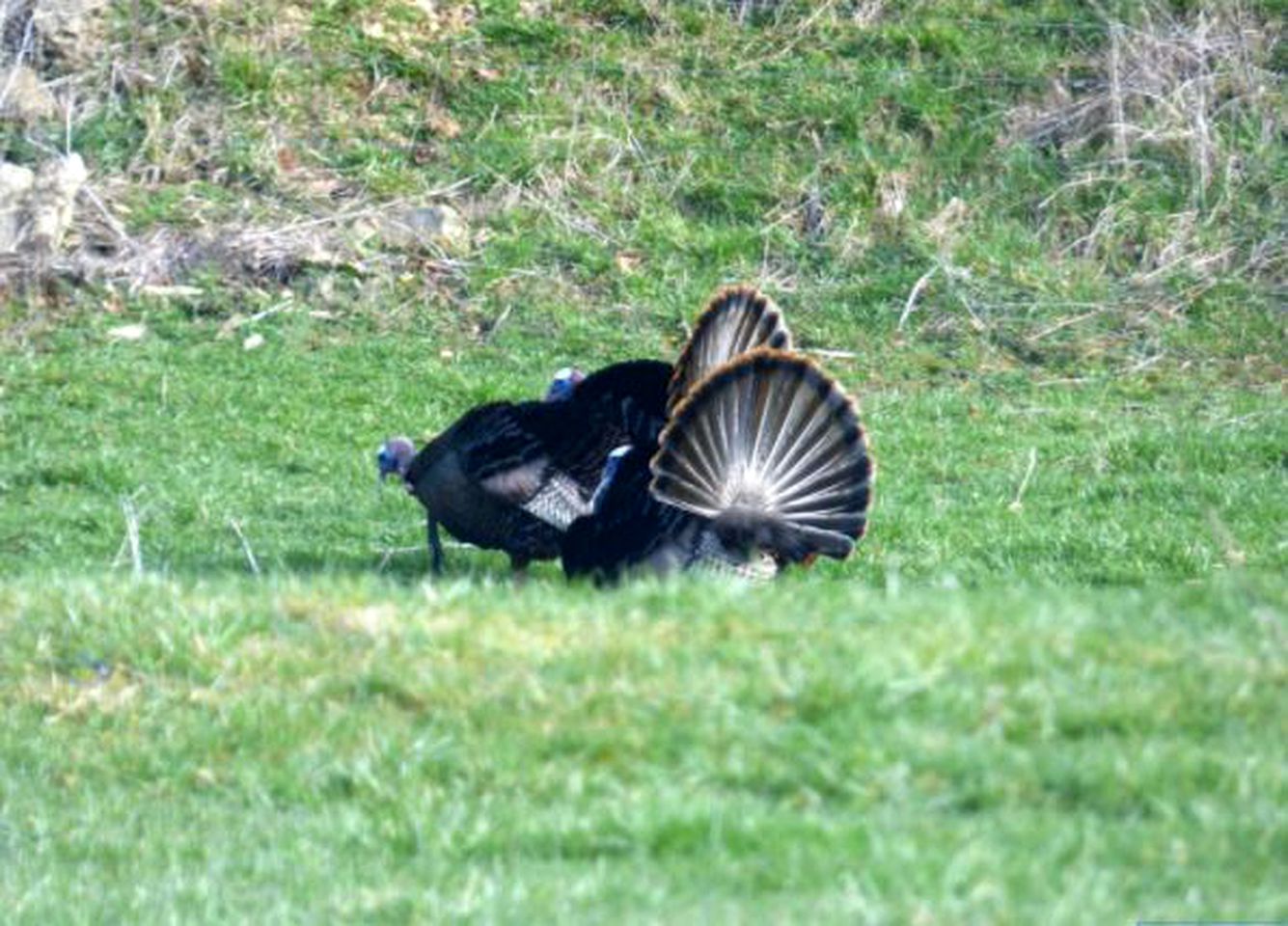 Romantic Getaway Surrounded by Peaceful Farmland near Lewisburg, West Virginia