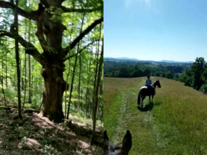 Nature Lodges (Lewisburg, West Virginia, United States)