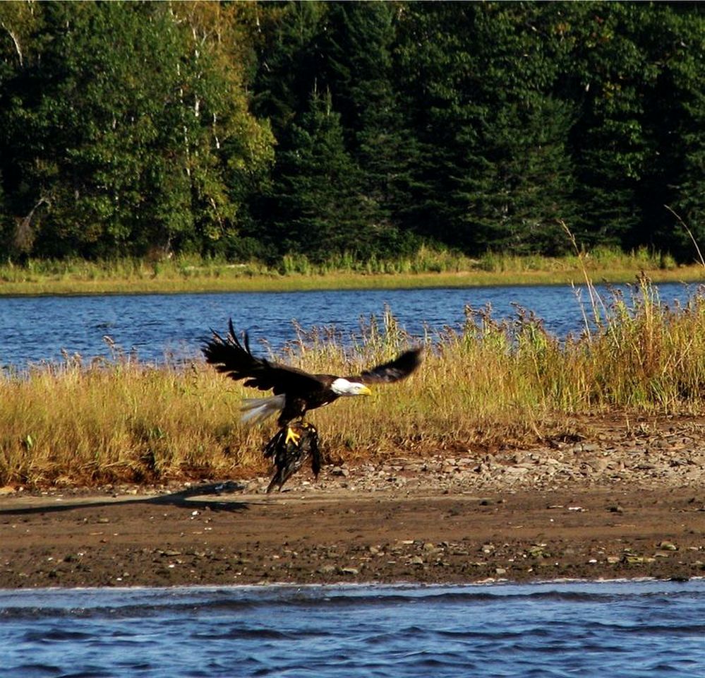 Cedar Brook Landing River Lodge Browns Yard, Cabins, Browns Yard