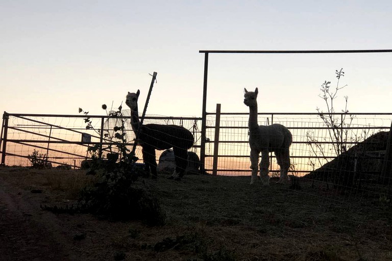 Safari Tents (Carbondale, Colorado, United States)