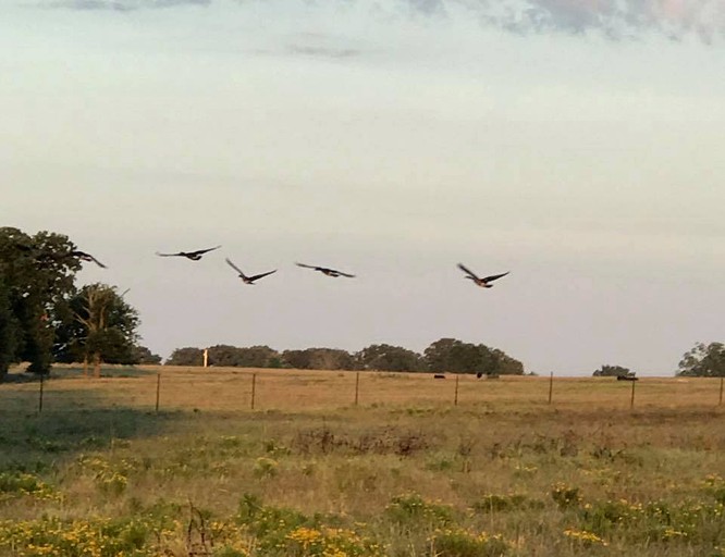 Log Cabins (Tishomingo, Oklahoma, United States)