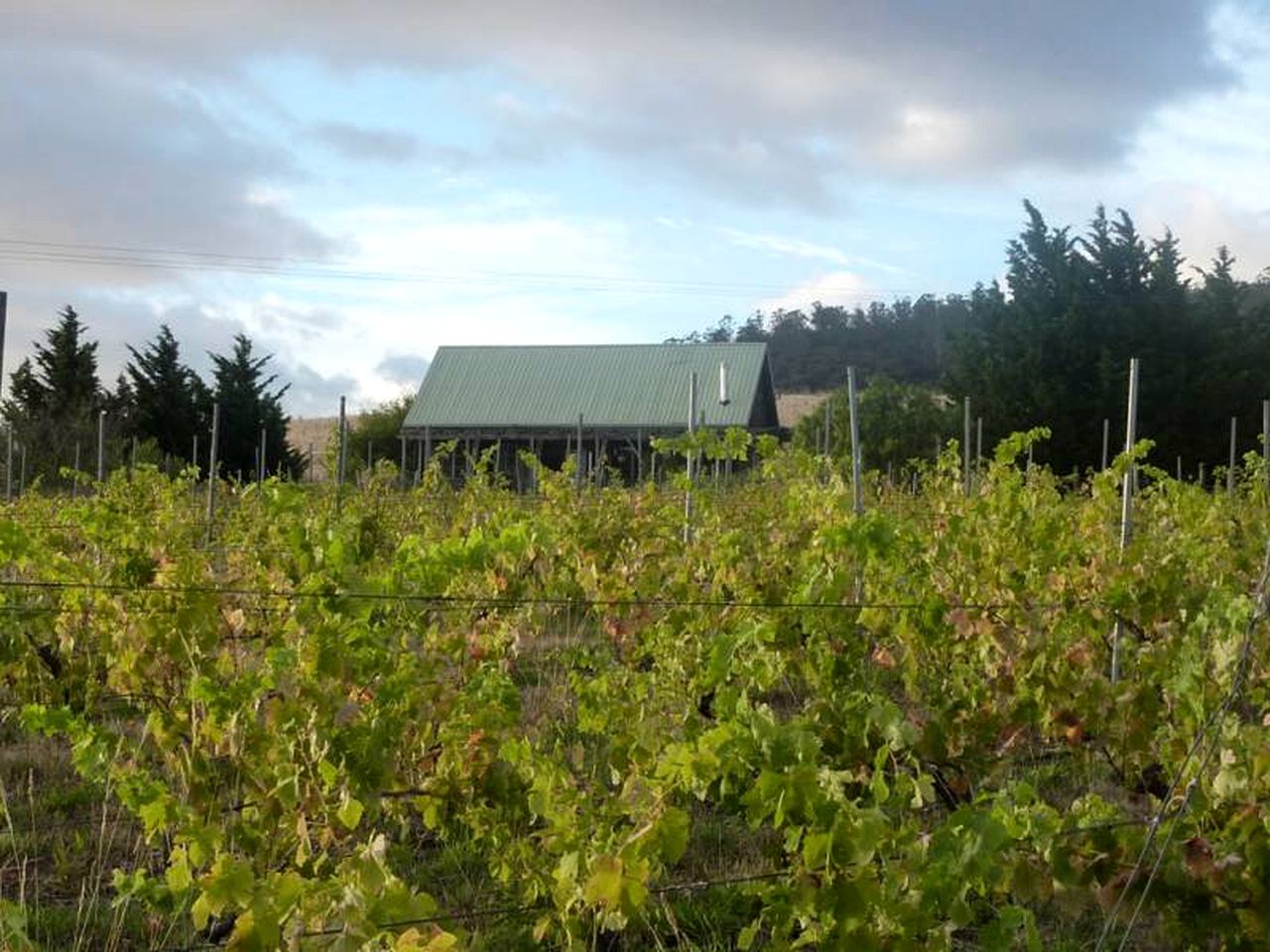 Vineyard Holiday Cottage near Richmond, Tasmania