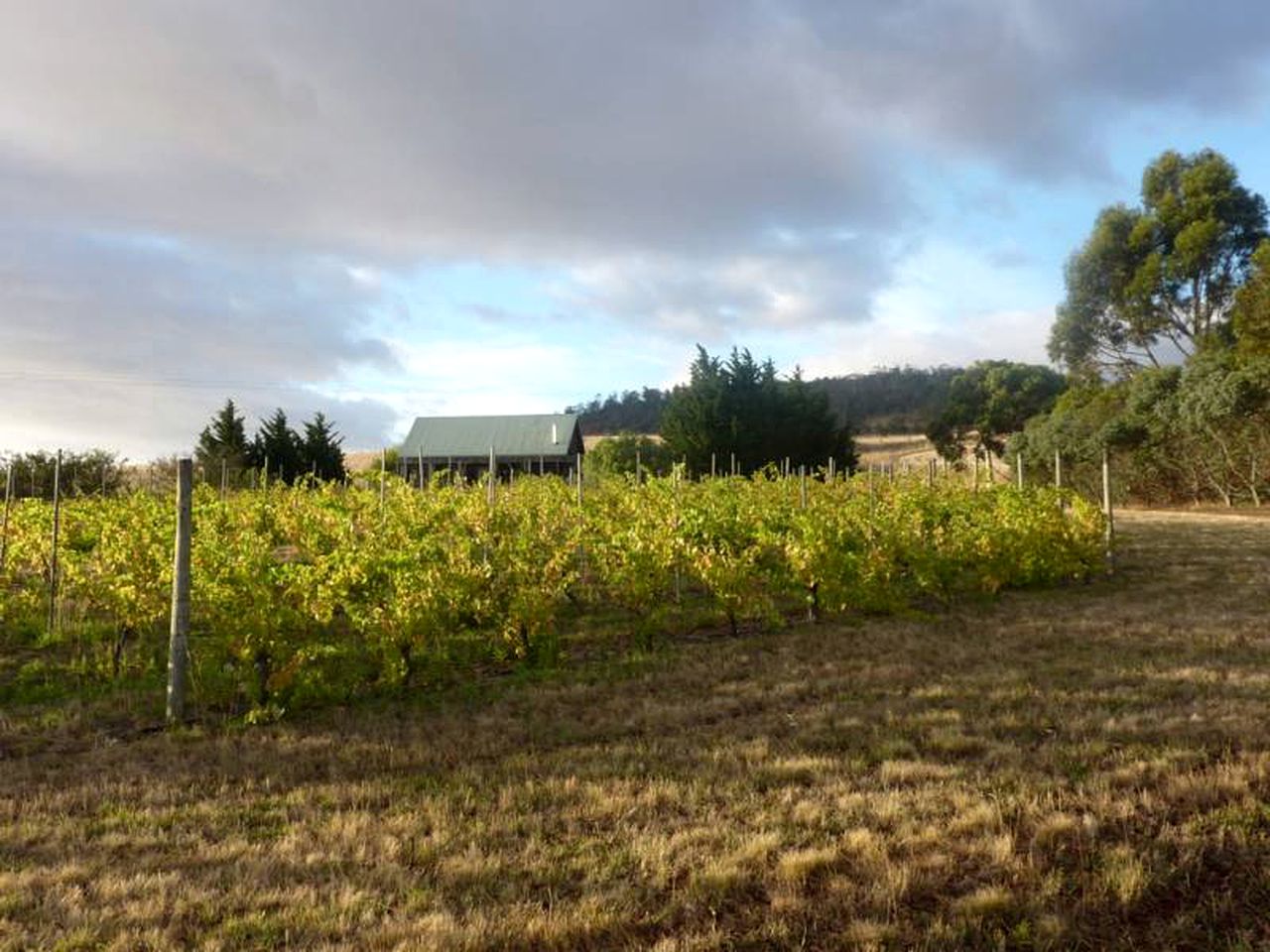 Vineyard Holiday Cottage near Richmond, Tasmania