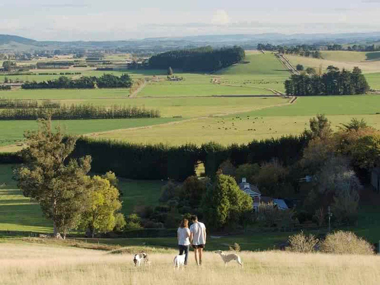 Vegan Bed and Breakfast Rental at Animal Sanctuary in Milton, South Island, New Zealand