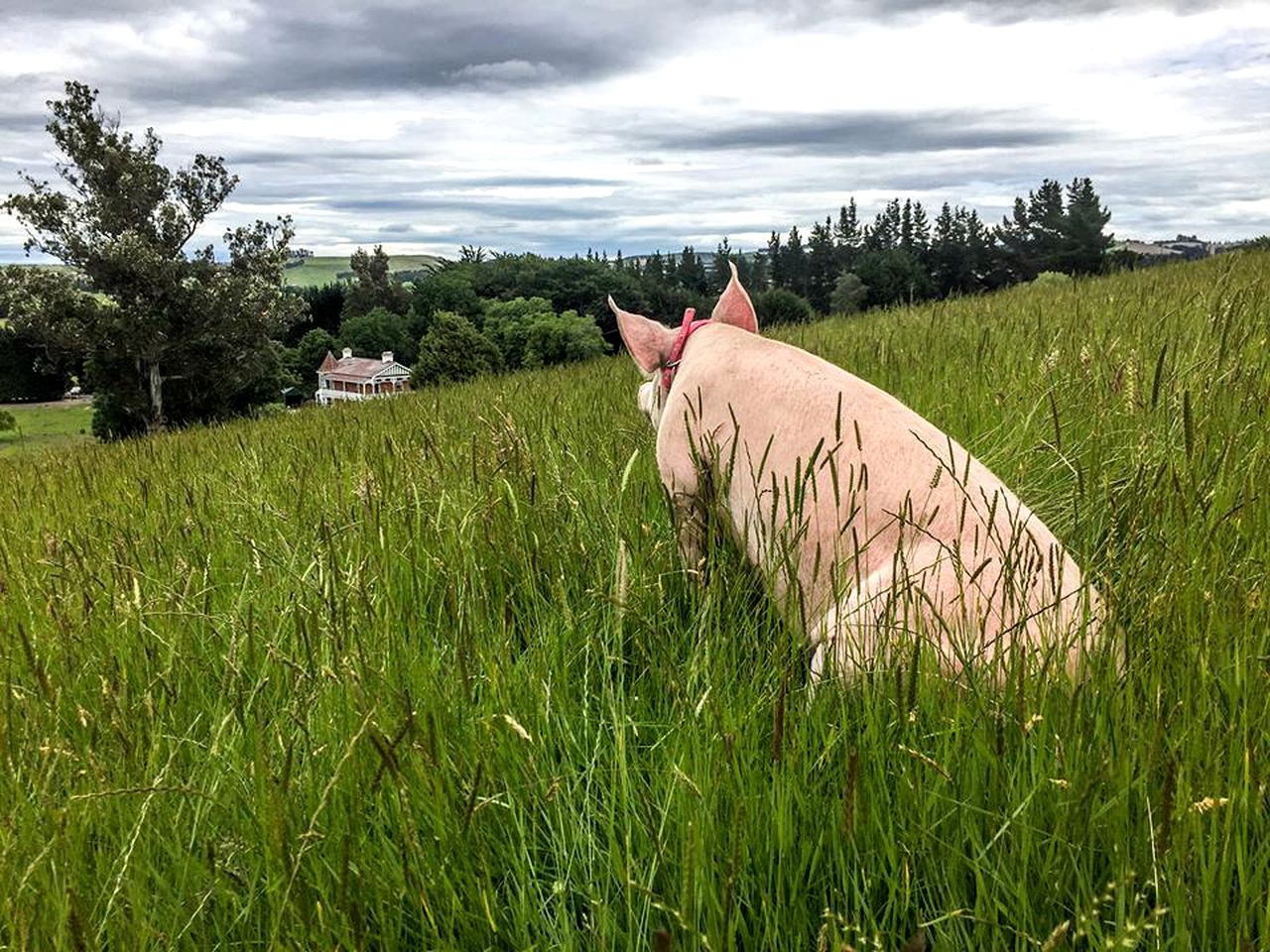 Vegan Bed and Breakfast Rental at Animal Sanctuary in Milton, South Island, New Zealand