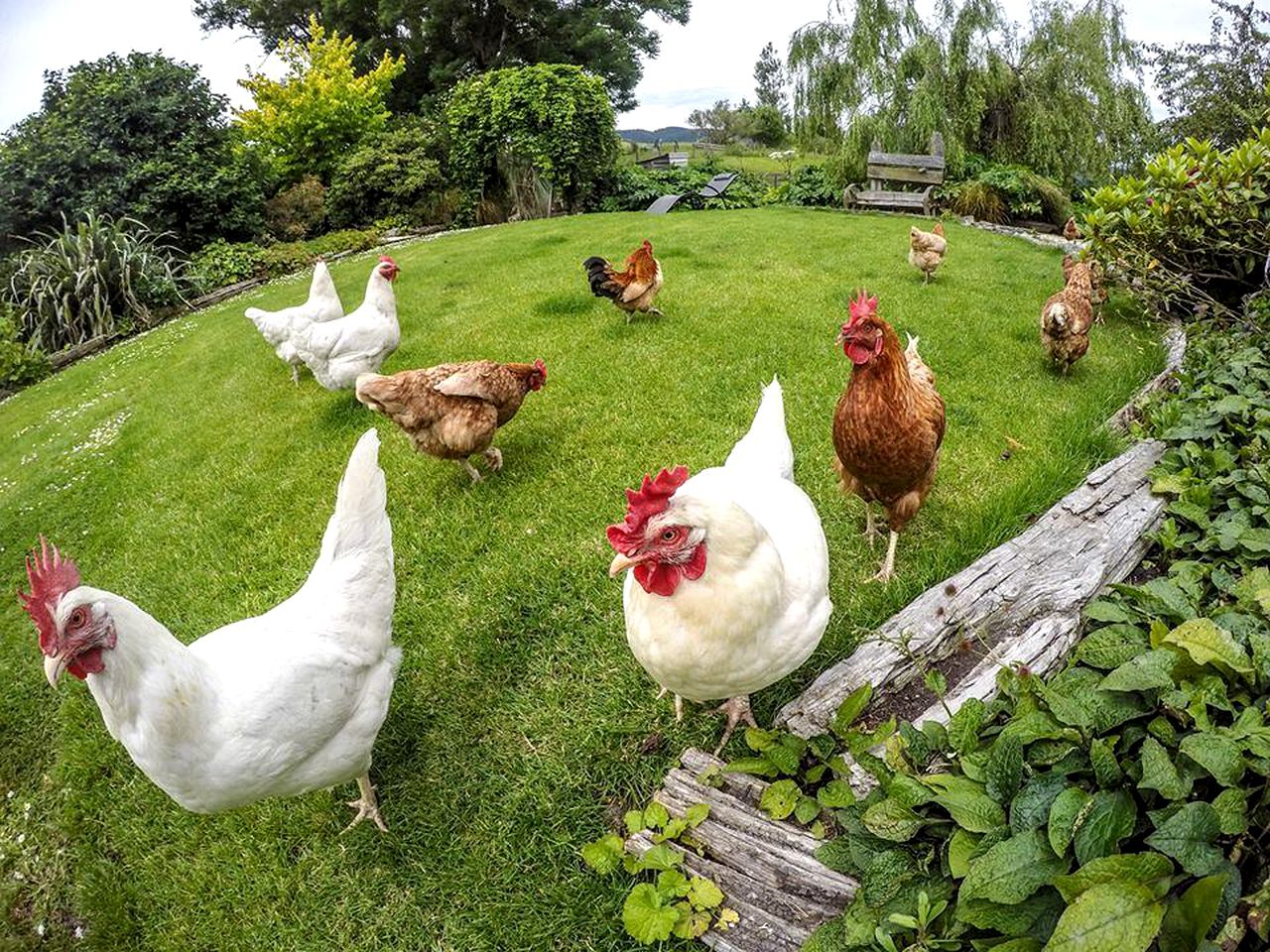 Vegan Bed and Breakfast Rental at Animal Sanctuary in Milton, South Island, New Zealand