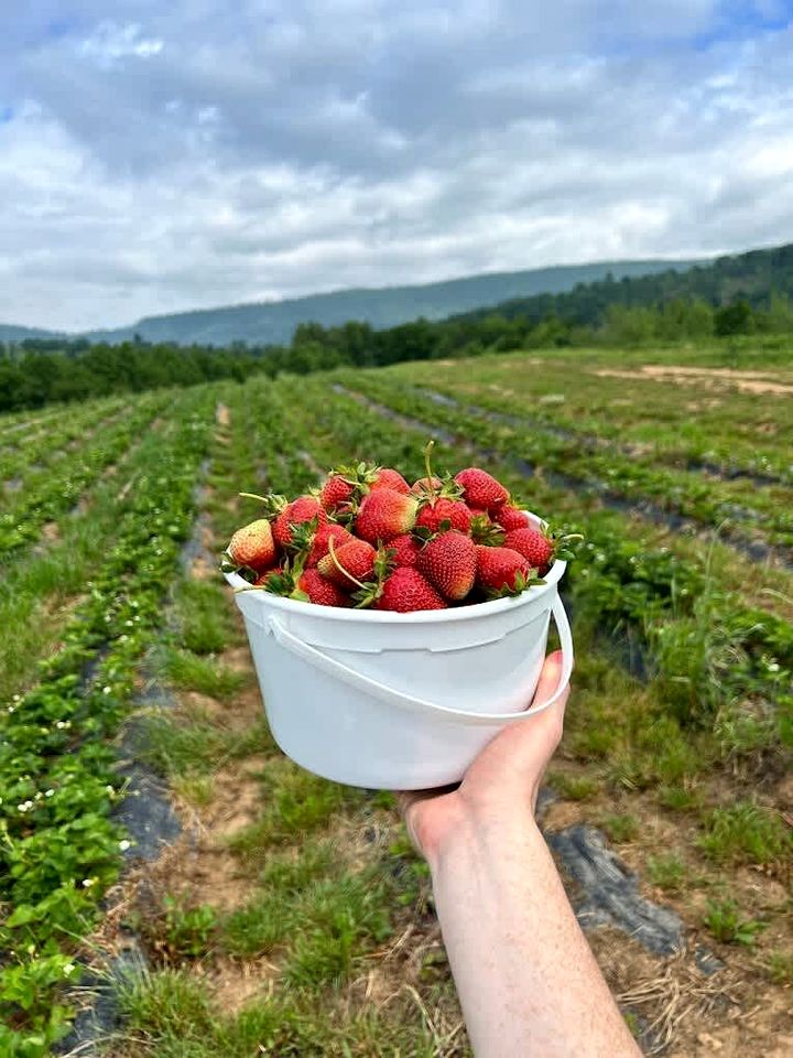 Charming Cabin Rental near Wineries and Hiking Trails in Afton, Virginia