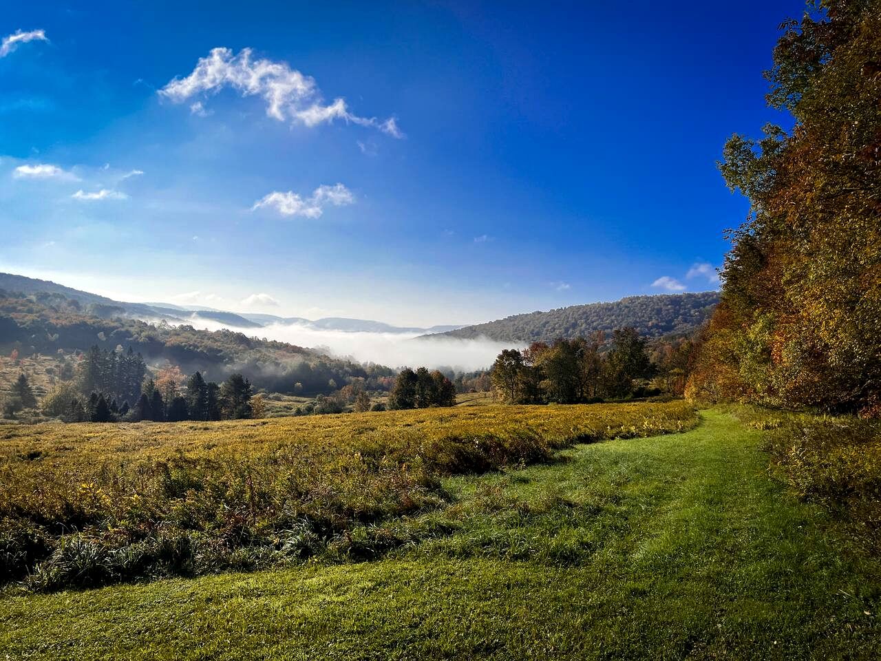 Charming Countryside Escape with Forest Trails & Cozy Comfort in Walton, New York