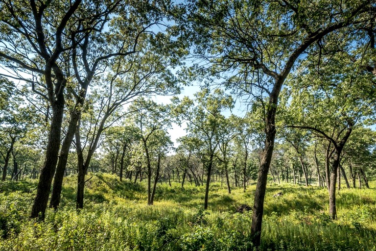 Cabins (United States of America, Gary, Indiana)