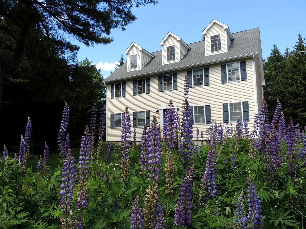 Cabins (Southwest Harbor, Maine, United States)