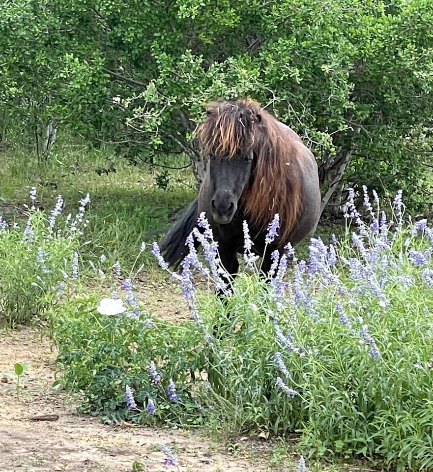 Charming King-Size Cabin with Wi-Fi and Deck in Fredericksburg, Texas