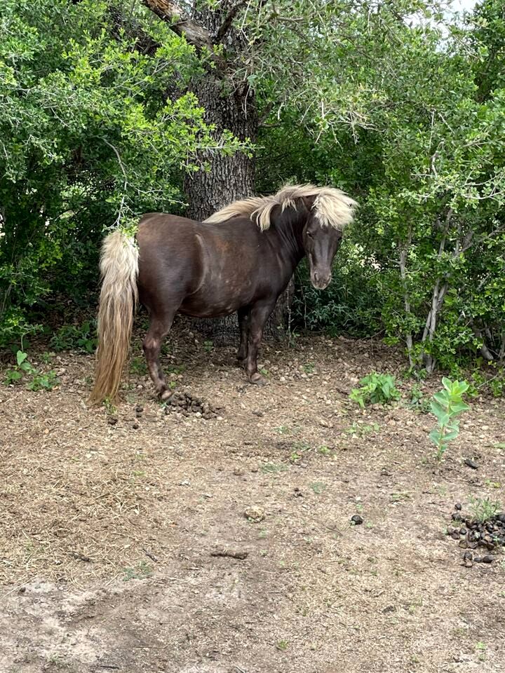 Charming King-Size Cabin with Wi-Fi and Deck in Fredericksburg, Texas