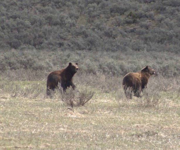 Cabins (United States of America, Island Park, Idaho)