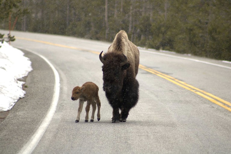 Cabins (United States of America, Island Park, Idaho)