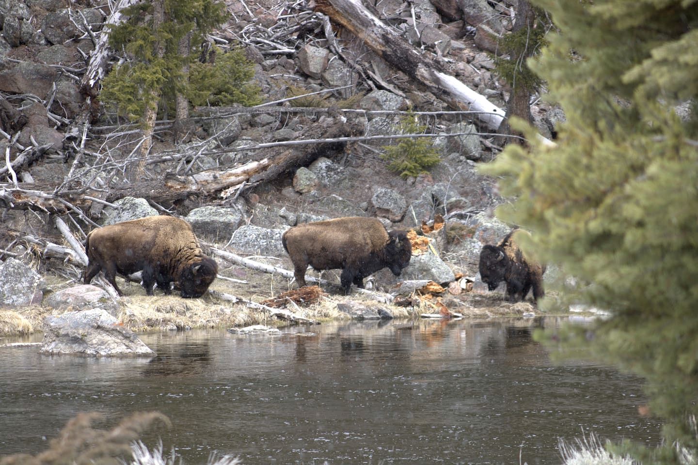 Cozy Rustic Log Cabin with Trails & Wildlife Near Yellowstone, Island Park Idaho