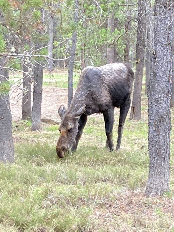 Cozy Rustic Log Cabin with Trails & Wildlife Near Yellowstone, Island Park Idaho