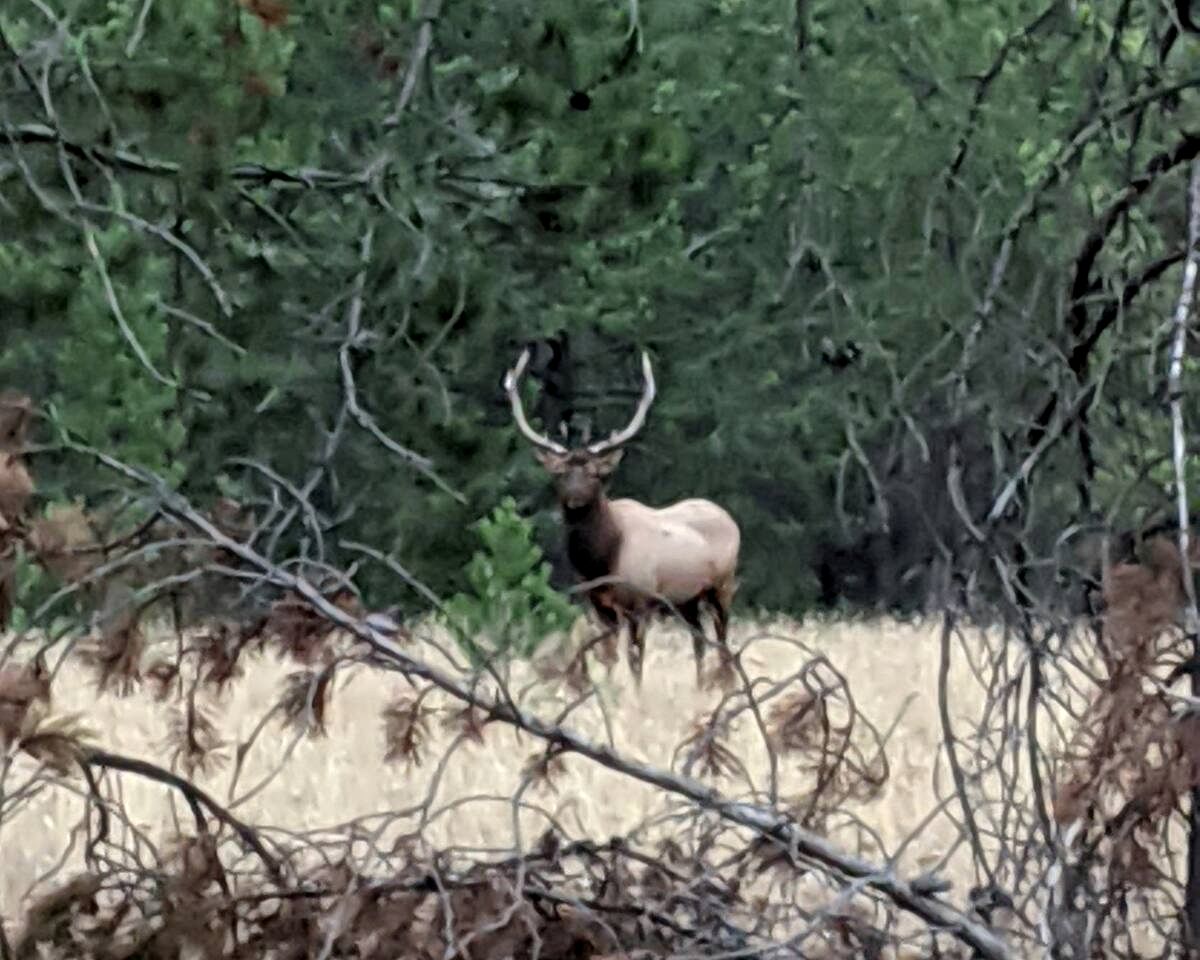 Cozy Rustic Log Cabin with Trails & Wildlife Near Yellowstone, Island Park Idaho