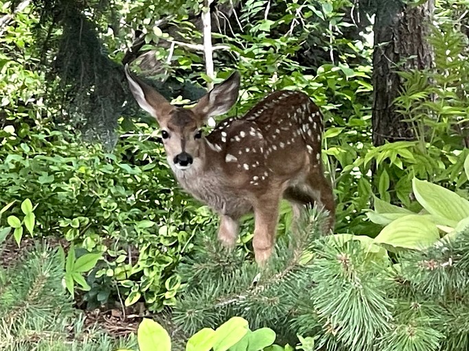Cabins (United States of America, Island Park, Idaho)
