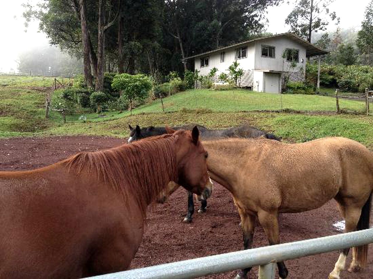 Charming Cottage Rental on Ranch near Waimea in Honokaa, Hawaii