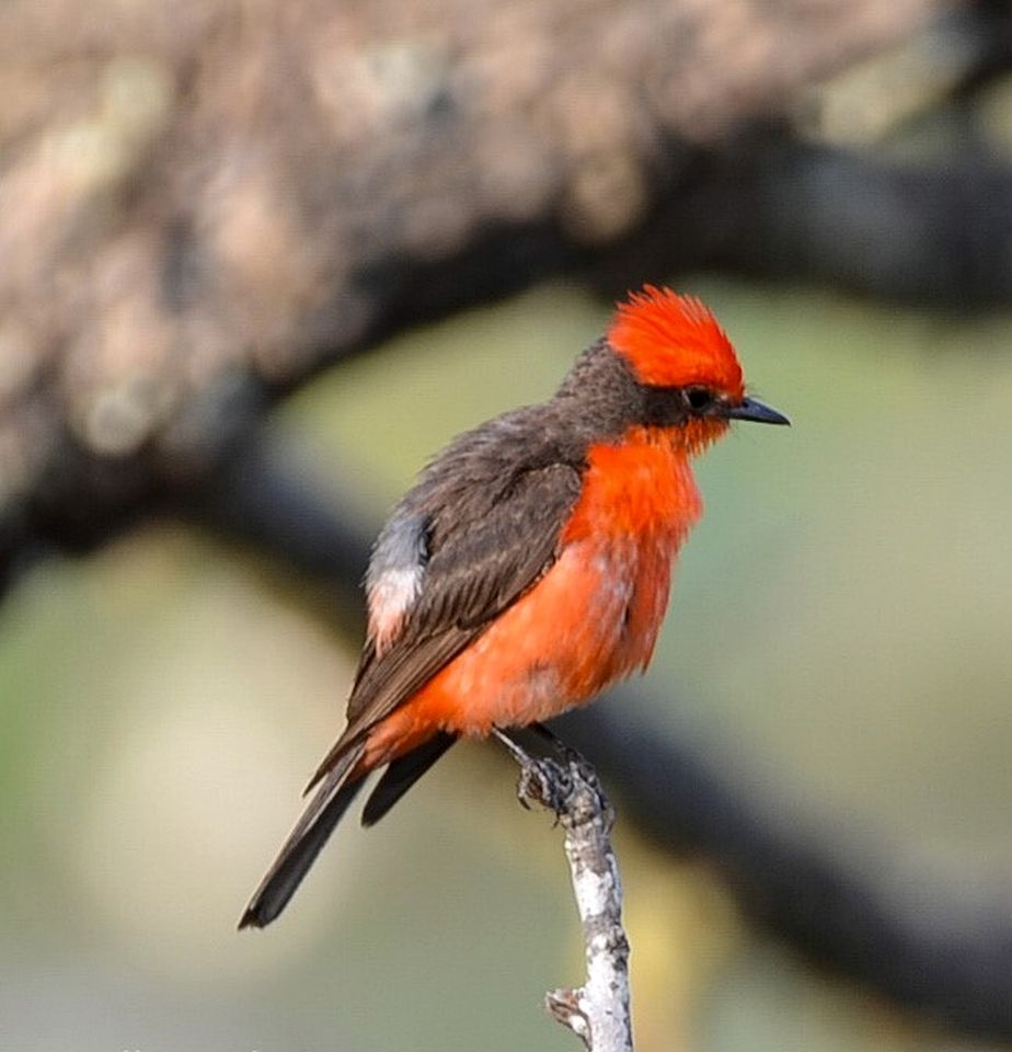 Charming Ranch Cabin with Milky Way Stargazing near Mountain Home, Texas