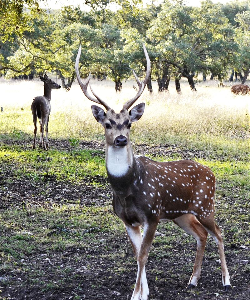 Charming Ranch Cabin with Milky Way Stargazing near Mountain Home, Texas