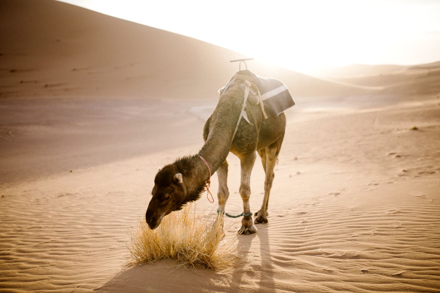 Charming Safari Tent for a Luxury Camping Getaway near Draa Valley, Morocco