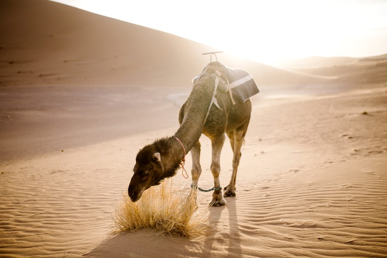 Safari Tents (M'hamid, Drâa-Tafilalet Region, Morocco)