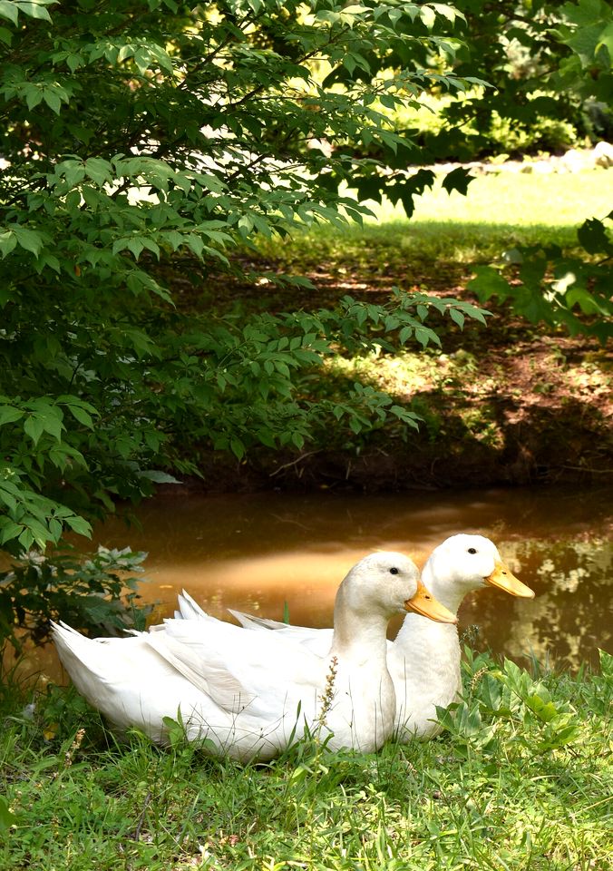 Charming and Secluded Cottage Overlooking a Woodland Pond, near Helen, Georgia