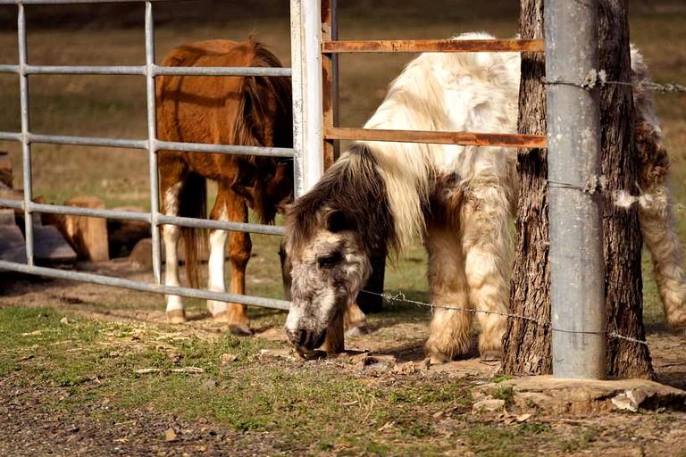 Tiny Houses (Australia, Bundaberg, Queensland)
