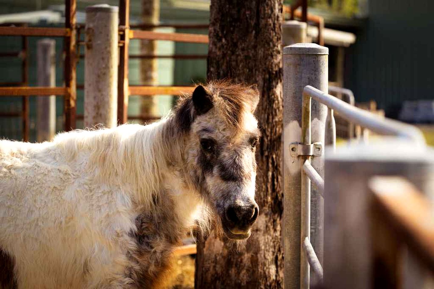 Charming Tiny House with Farm Animals and Pool near Bundaberg, South Kolan QLD