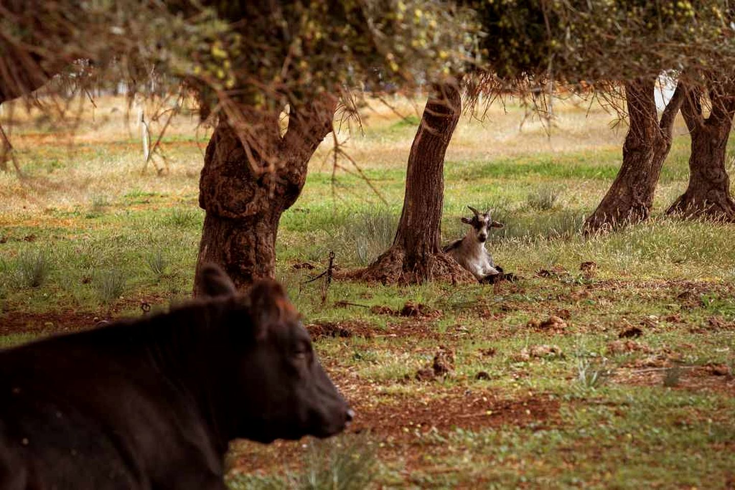 Charming Tiny House with Fire Pit in Victoria