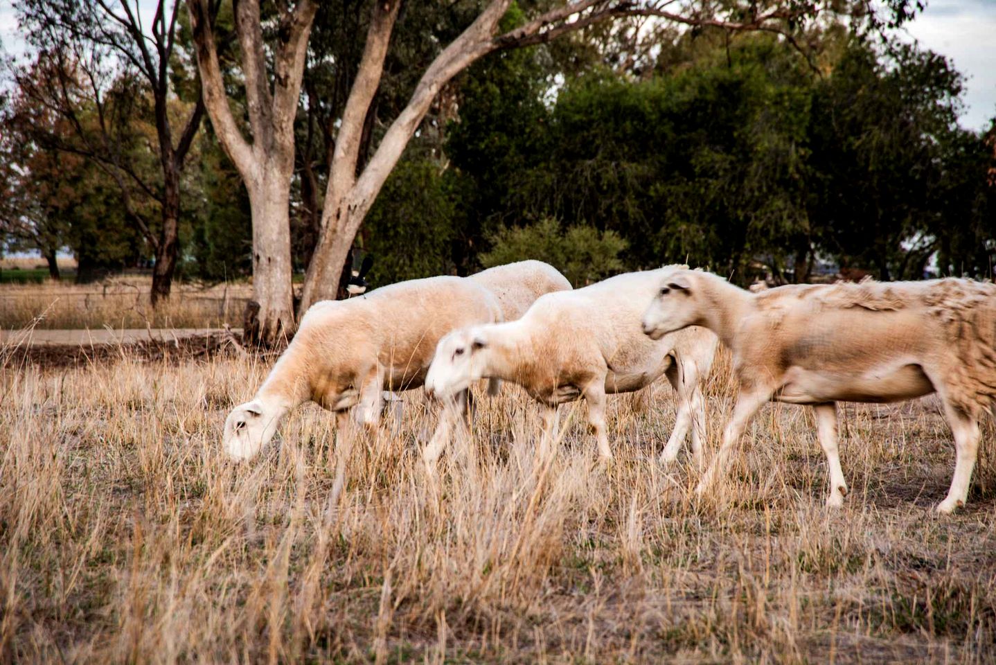 Charming Tiny House Overlooking the Table Top Mountains and Surrounded by Nature in Jindera, New South Wales