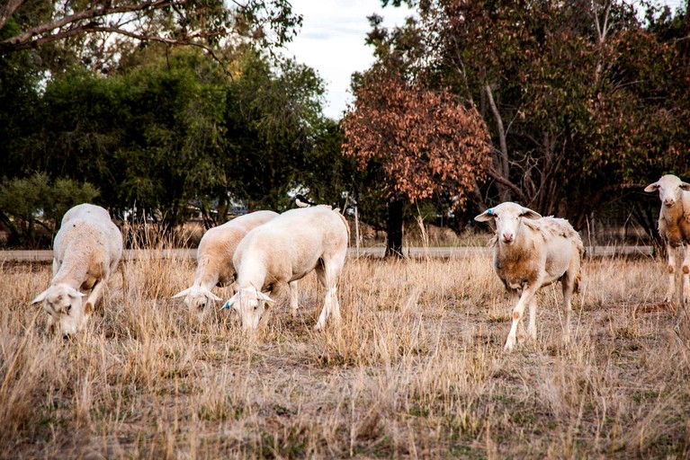 Tiny Houses (Australia, Jindera, New South Wales)